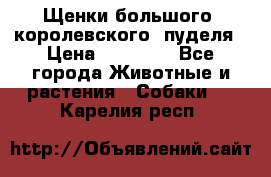 Щенки большого (королевского) пуделя › Цена ­ 25 000 - Все города Животные и растения » Собаки   . Карелия респ.